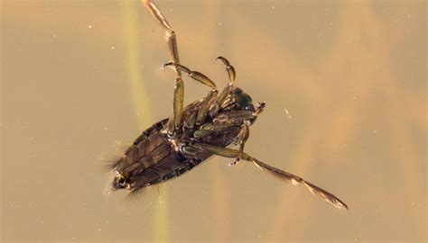 10 Types Of Swimming Pool Bugs And 7 Steps To Get Rid Of Them 10 Types Of Swimming Pool Bugs And 7 Steps To Get Rid Of Them