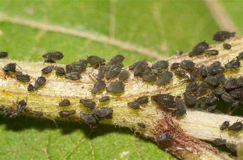 14 Tiny Black Bugs That Look Like Poppy Seeds 14 Tiny Black Bugs That Look Like Poppy Seeds