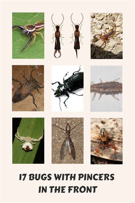 17 Bugs With Pincers In The Front With Pictures 17 Bugs With Pincers In The Front With Pictures