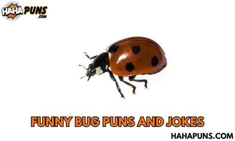170 Funny Bug Puns And Jokes Insect Tertainment 170 Funny Bug Puns And Jokes Insect Tertainment
