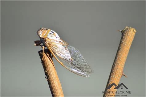 18 Most Common House Bugs In America 18 Most Common House Bugs In America