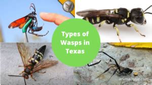 22 Types Of Wasps In Texas With Pictures Animal Hype 22 Types Of Wasps In Texas With Pictures Animal Hype