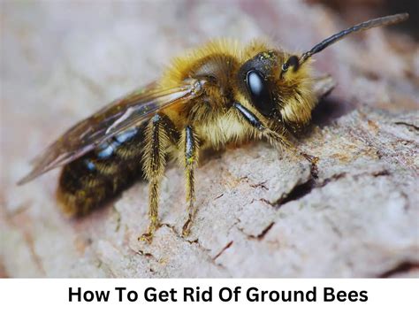 8 Effective Ways To Get Rid Of Ground Bees Without Killing 8 Effective Ways To Get Rid Of Ground Bees Without Killing