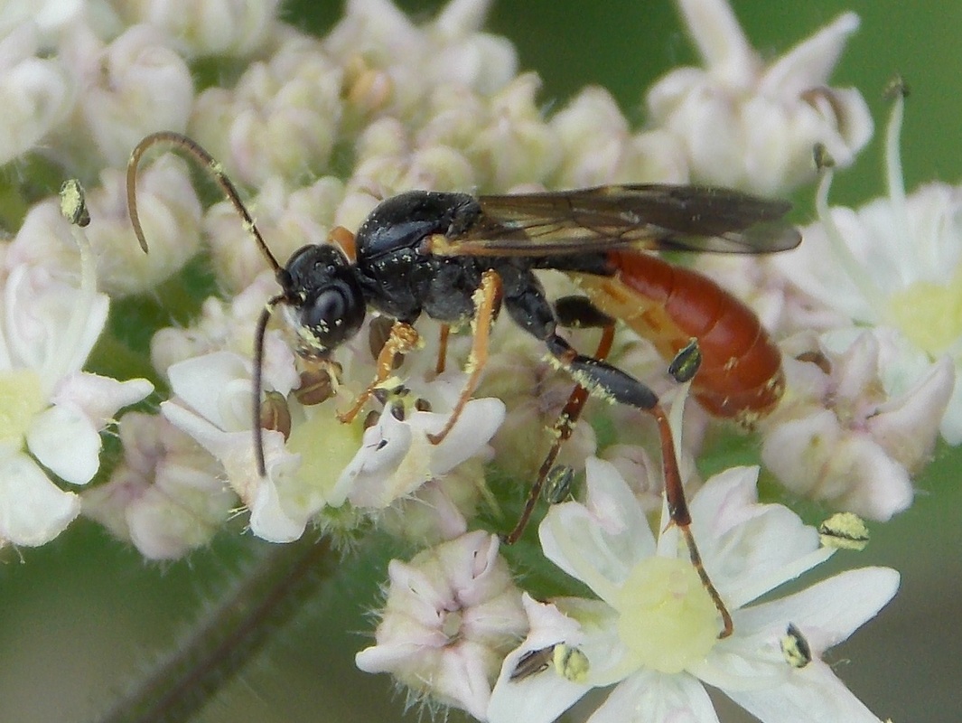 Apache Paper Wasp A Guide To The Ants Bees Wasps And Sawflies Order Apache Paper Wasp A Guide To The Ants Bees Wasps And Sawflies Order