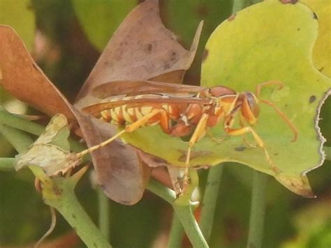 Apache Paper Wasp From River Trails Fort Worth Tx 76118 Usa On Apache Paper Wasp From River Trails Fort Worth Tx 76118 Usa On