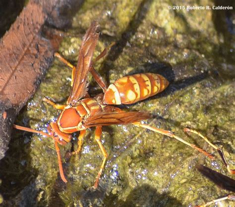 Apache Paper Wasp Wildlife And Wildflowers Of Texas Insects Apache Paper Wasp Wildlife And Wildflowers Of Texas Insects