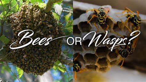 Bee Hive Vs Wasp Nest