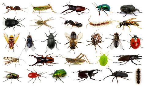 Believe It Or Not Cool Crazy Facts About Insects Proactive Pest Believe It Or Not Cool Crazy Facts About Insects Proactive Pest
