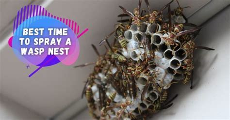 Best Time To Spray Wasp Nest A Guide For Safely Spraying Wasp Nests Best Time To Spray Wasp Nest A Guide For Safely Spraying Wasp Nests