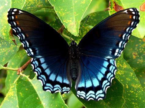 Black Butterfly With Blue
