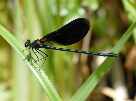 Black Dragonfly