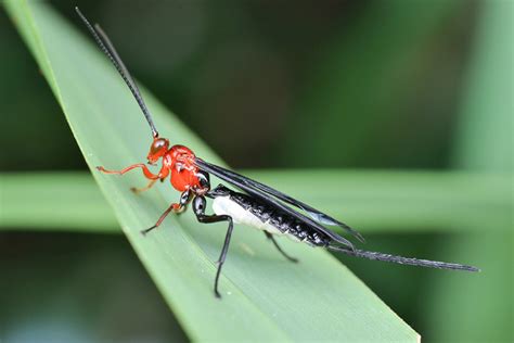 Braconid Wasp Guide Braconid Wasp Guide