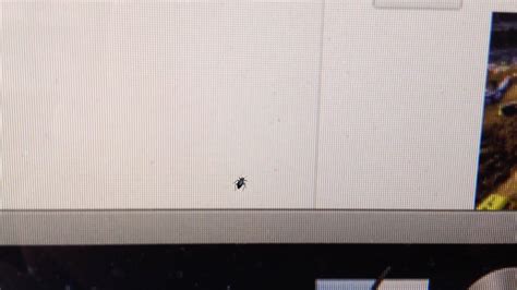 Bug Inside Computer Screen