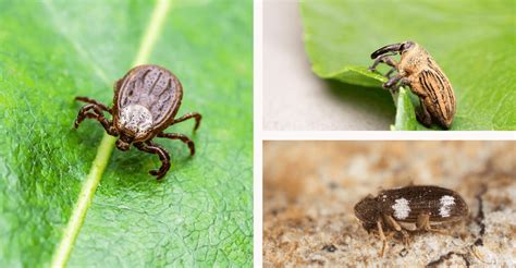 Bugs That Look Like Ticks