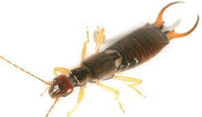 Bugs With Pincers Everything You Need To Know About Earwigs Bug Zapper Bugs With Pincers Everything You Need To Know About Earwigs Bug Zapper