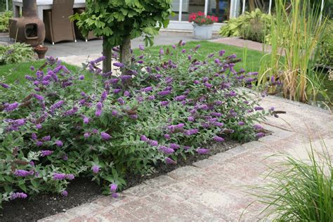 Butterfly Bush Landscape Uses
