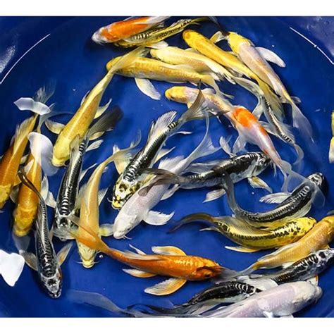 Butterfly Koi For Sale