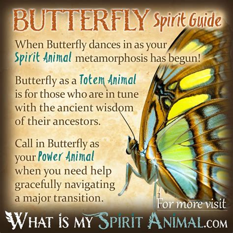 Butterfly Meaning Symbolic And Spiritual Meaning Of Butterflies Are Butterfly Meaning Symbolic And Spiritual Meaning Of Butterflies Are