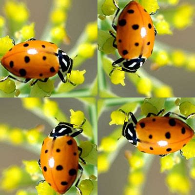 Buy Ladybugs Let Them Feast On Your Aphids Buffalo Niagaragardening Com Buy Ladybugs Let Them Feast On Your Aphids Buffalo Niagaragardening Com