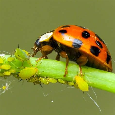 Buy Ladybugs