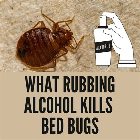 Can Rubbing Alcohol Kill Bed Bugs