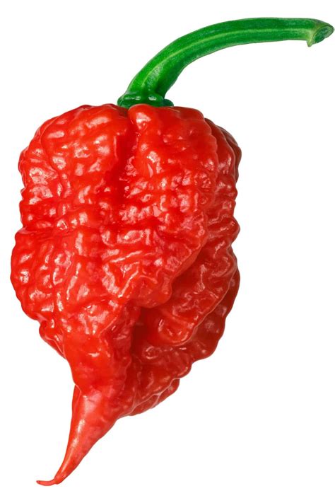 Carolina Reaper Hottest Pepper In The World All About It Chili Carolina Reaper Hottest Pepper In The World All About It Chili