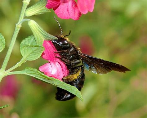 Carpenter Bee Description Taxonomy Life Cycle Facts Britannica Carpenter Bee Description Taxonomy Life Cycle Facts Britannica