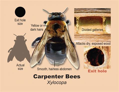 Carpenter Bees Inspection Gallery Internachi Carpenter Bees Inspection Gallery Internachi