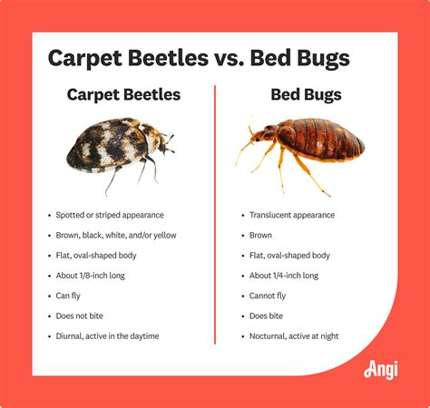 Carpet Beetle Vs Bed Bug Understanding The Differences Carpet Beetle Vs Bed Bug Understanding The Differences