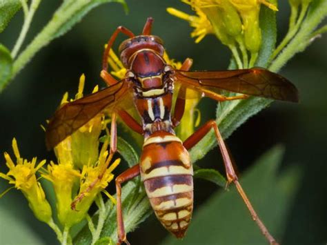 Common Texas Wasps Green Nature Common Texas Wasps Green Nature