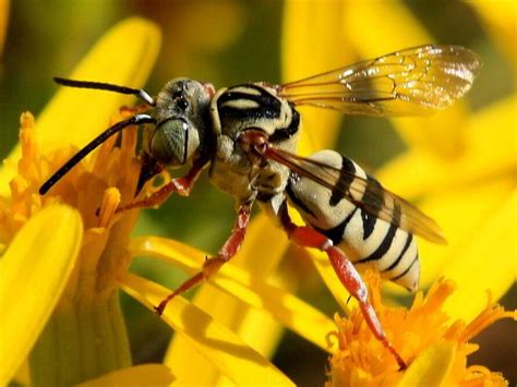 Cuckoo Bee
