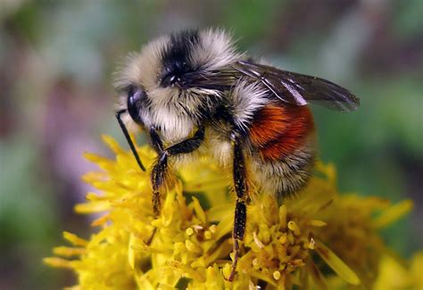 Do Bumble Bees Have Stingers The Quick And Surprising Answer What S Do Bumble Bees Have Stingers The Quick And Surprising Answer What S