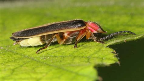 Do Lightning Bugs Bite