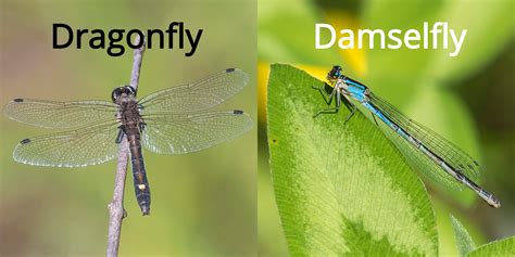 Dragonfly Vs Damselfly