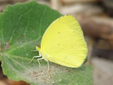 Eurema Nise Butterflies Of Belize Inaturalist