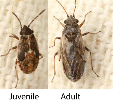 False Chinch Bug