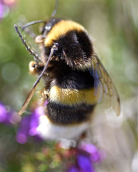 Fat Bumble Bees