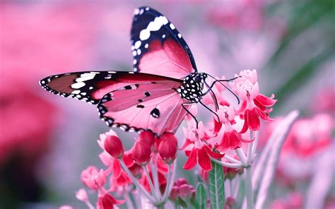 Flower And Butterfly