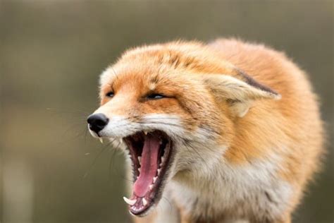 Fox Scream Night