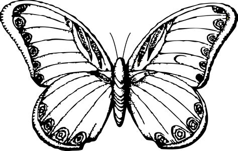 Free Butterfly Drawings Black And White Download Free Butterfly Free Butterfly Drawings Black And White Download Free Butterfly