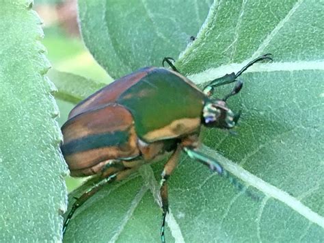 Green June Beetle Archives Dyck Arboretum Green June Beetle Archives Dyck Arboretum