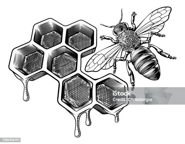 Honey Bumble Bee And Honeycomb Vintage Drawing Stock Vector Image Art Honey Bumble Bee And Honeycomb Vintage Drawing Stock Vector Image Art