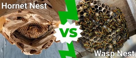 Hornet Nest Vs Wasp Nest