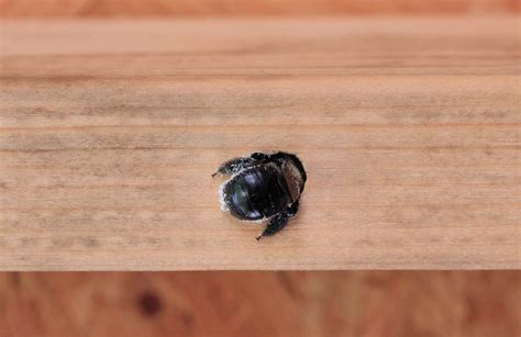 How To Get Rid Of Bees In The House How To Get Rid Of Bees In The House