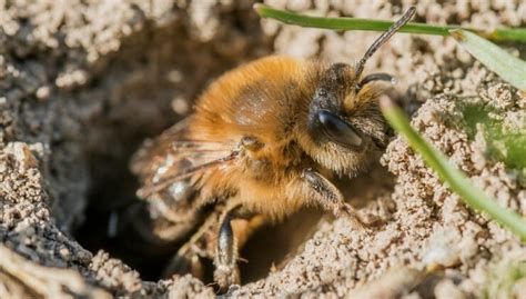 How To Get Rid Of Ground Bees Naturally 24H Pest Pros How To Get Rid Of Ground Bees Naturally 24H Pest Pros
