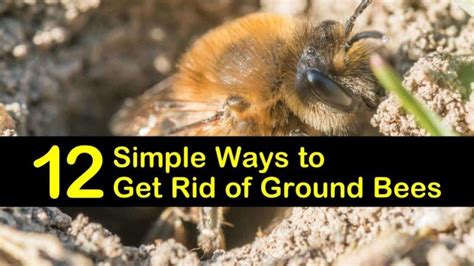 How To Get Rid Of Ground Bees Safe Easy Ground Bee Removal Pest How To Get Rid Of Ground Bees Safe Easy Ground Bee Removal Pest