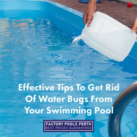 How To Get Rid Of Water Bugs In Your Swimming Pool How To Get Rid Of Water Bugs In Your Swimming Pool