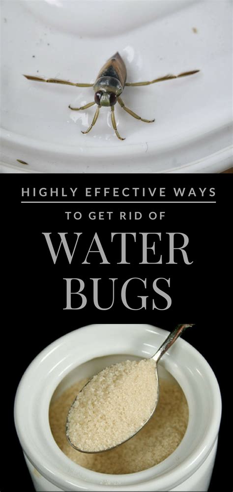 How To Get Rid Of Waterbugs Naturally How To Wash Cashmere How To Get Rid Of Waterbugs Naturally How To Wash Cashmere