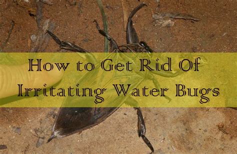 How To Get Rid Of Waterbugs How To Get Rid Of Waterbugs