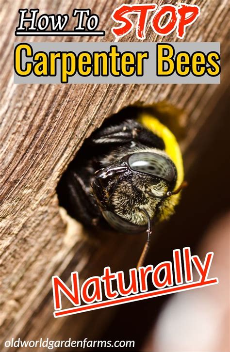 How To Stop Carpenter Bees Naturally 5 Simple Methods That Work How To Stop Carpenter Bees Naturally 5 Simple Methods That Work